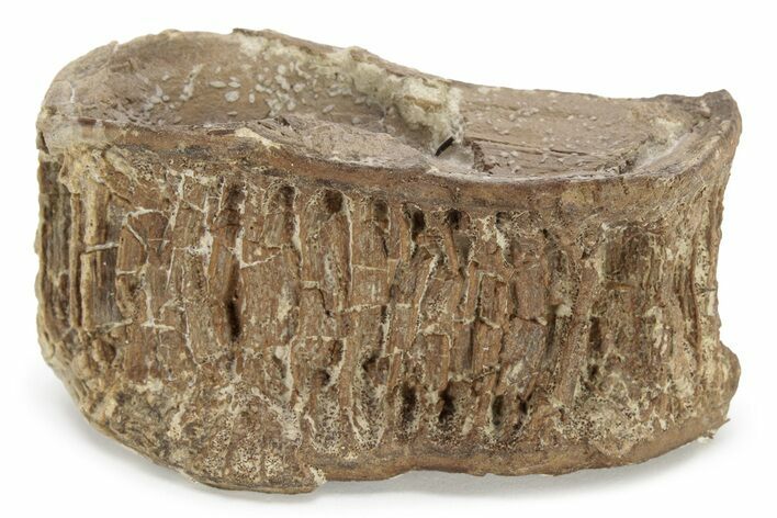 Fossil Xiphactinus (Cretaceous Fish) Vertebra - Kansas #228325